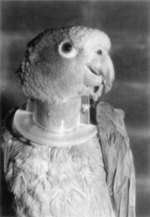 Sara met papegaaienkraag / Sara with parrot collar